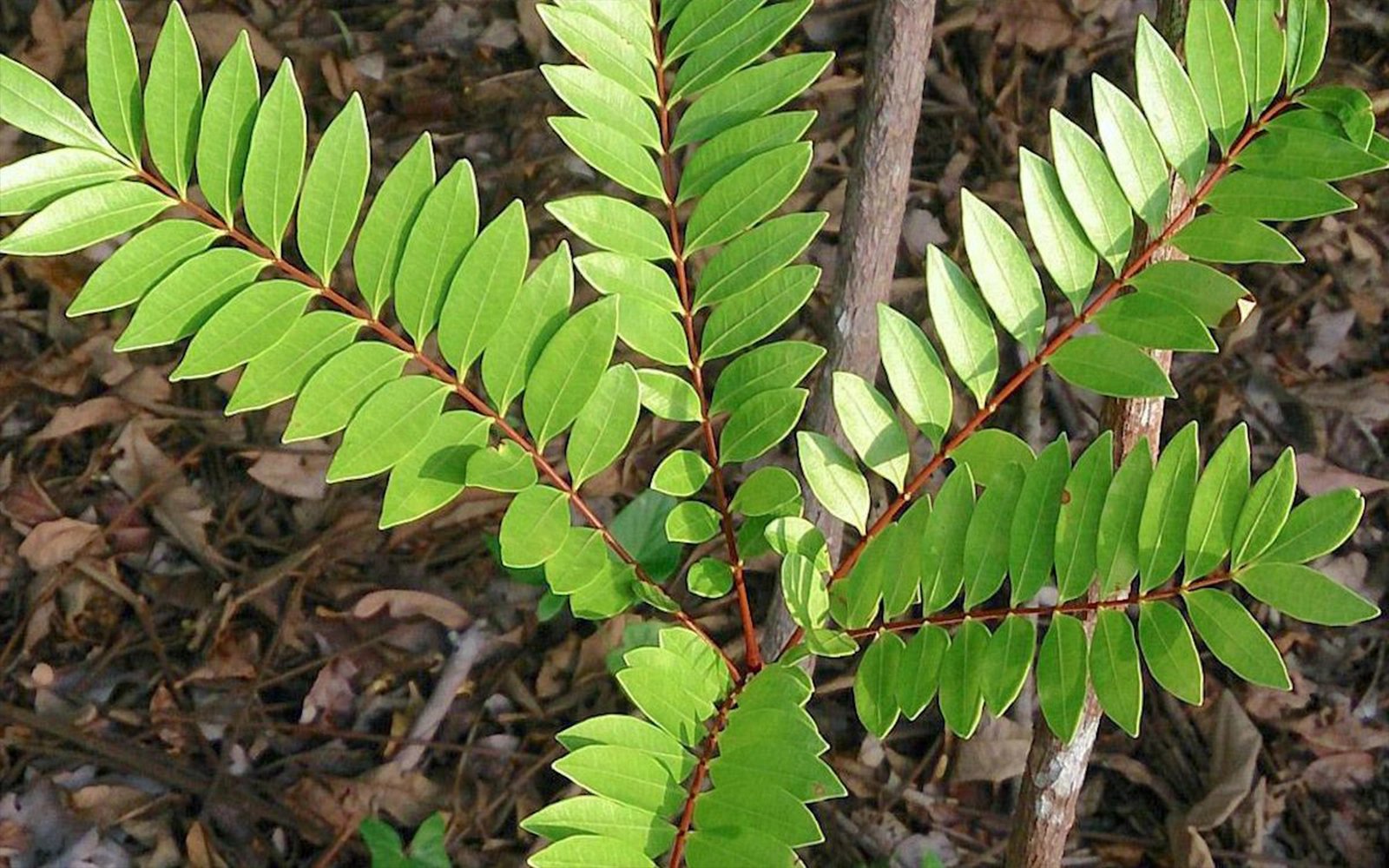 Safeguarding Malaysia’s natural healers