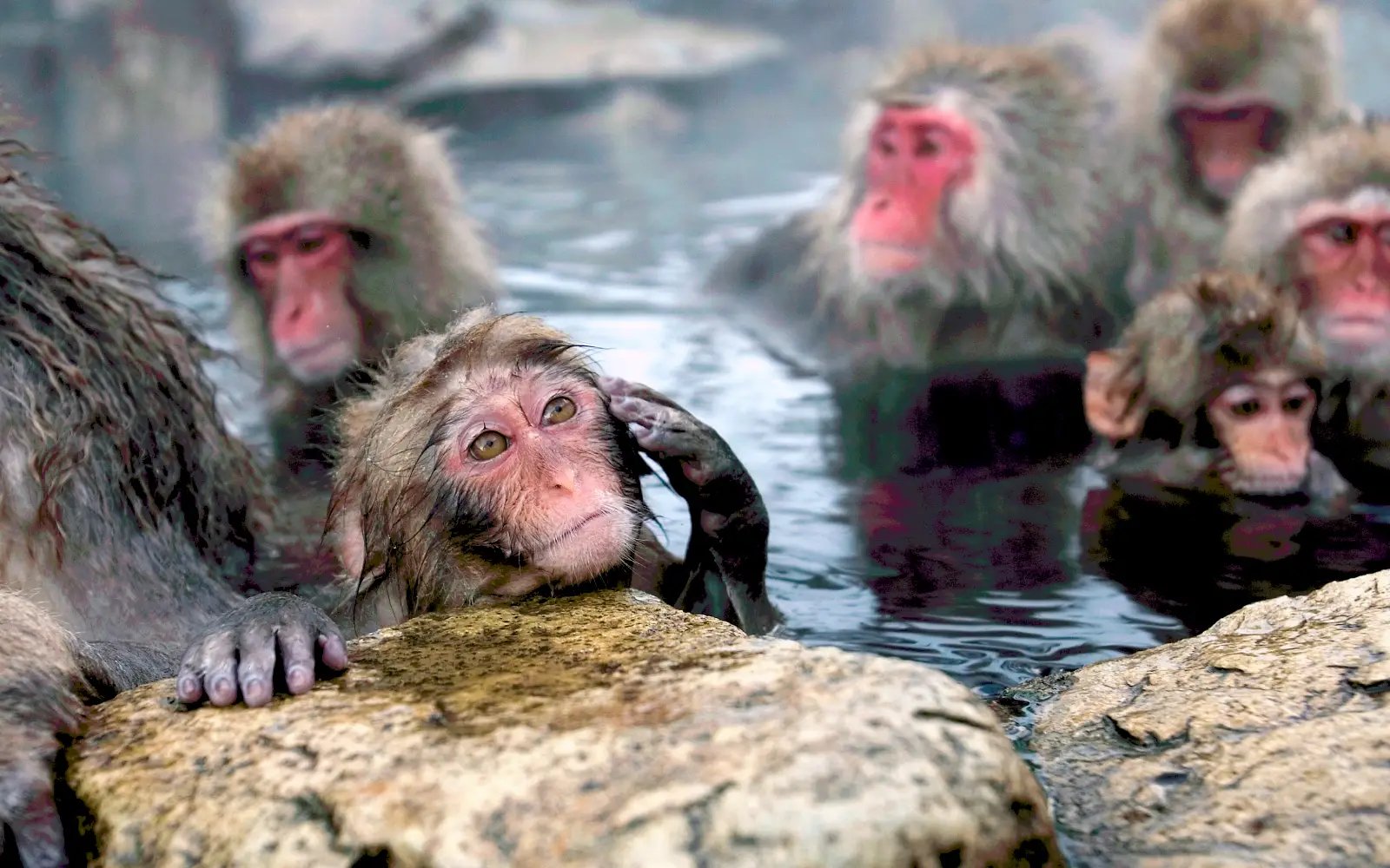 Punch the Japanese snow monkey captures hearts while kin face culls