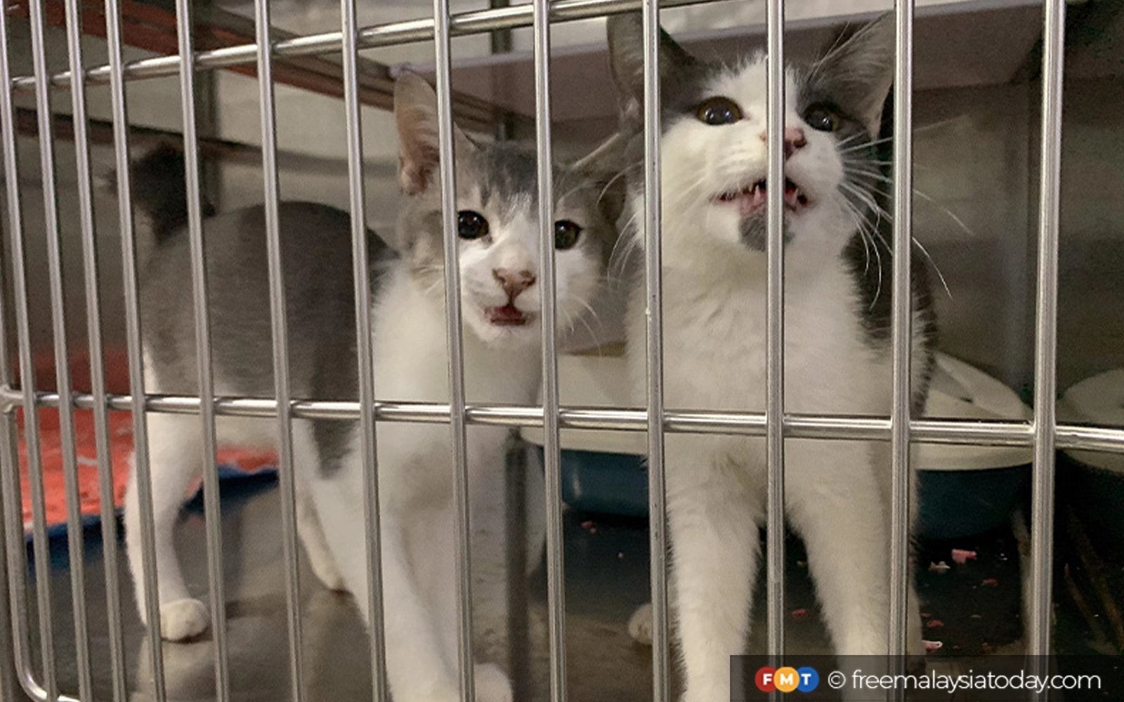 Kes buang kucing meningkat ketika Hari Raya, kata penyelamat haiwan