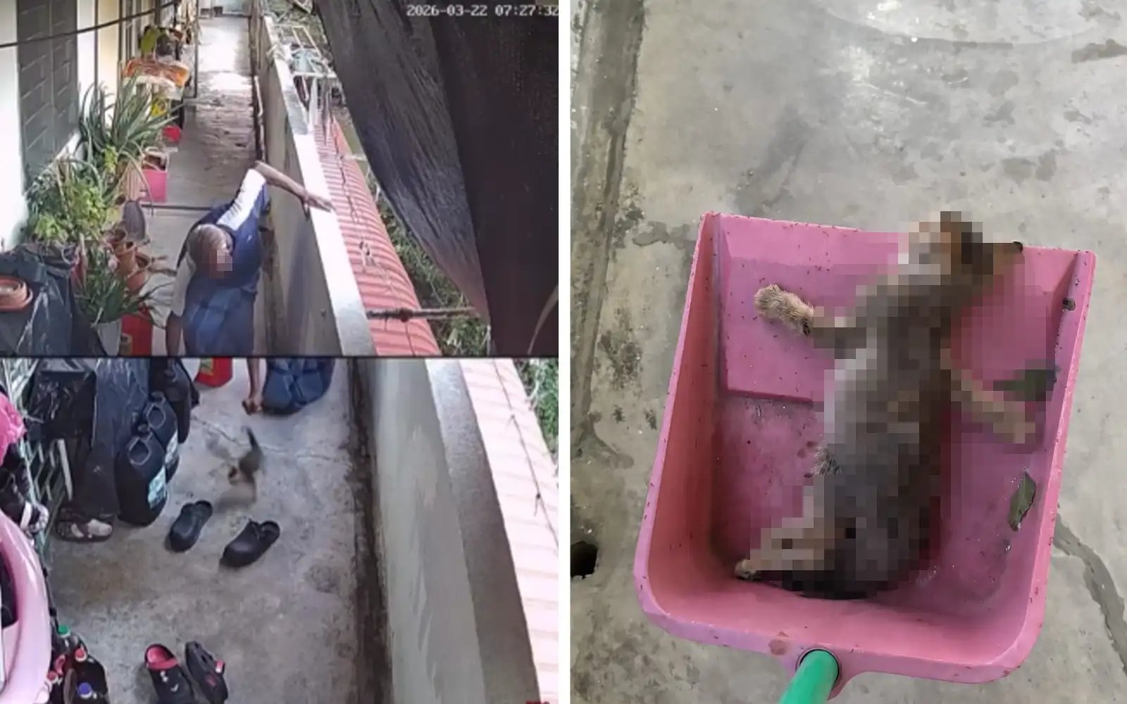 Netizens call for action after kitten abuse video goes viral