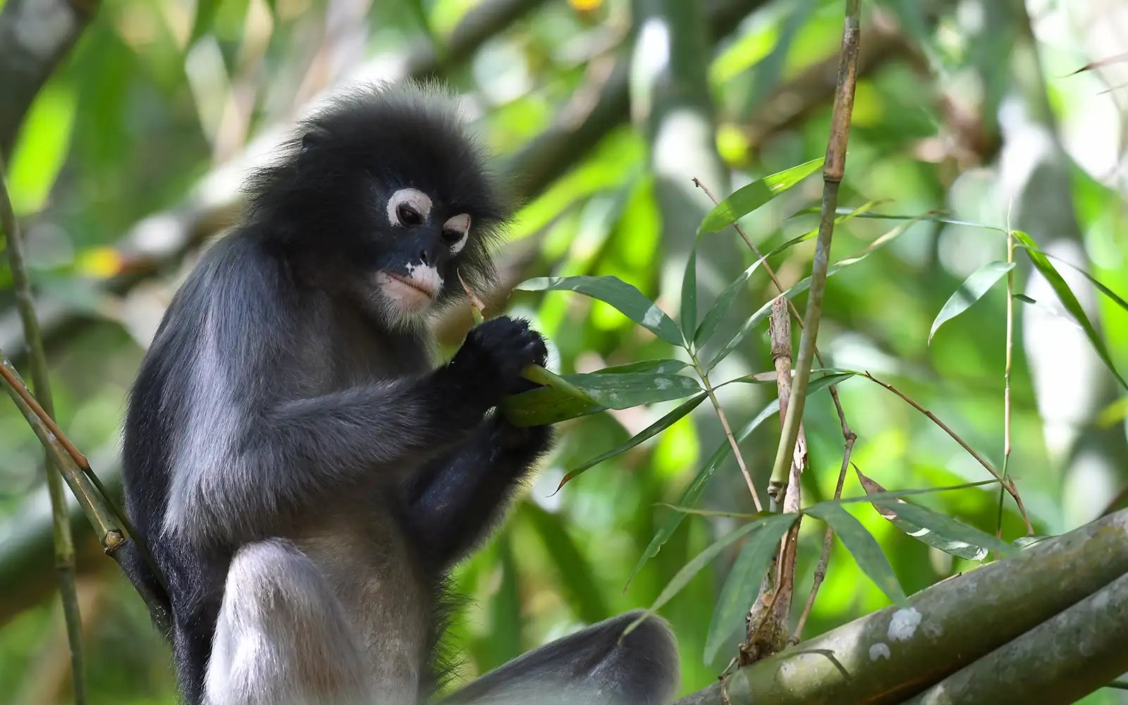 Govt seeks to appeal defeat in dusky leaf monkey culling suit