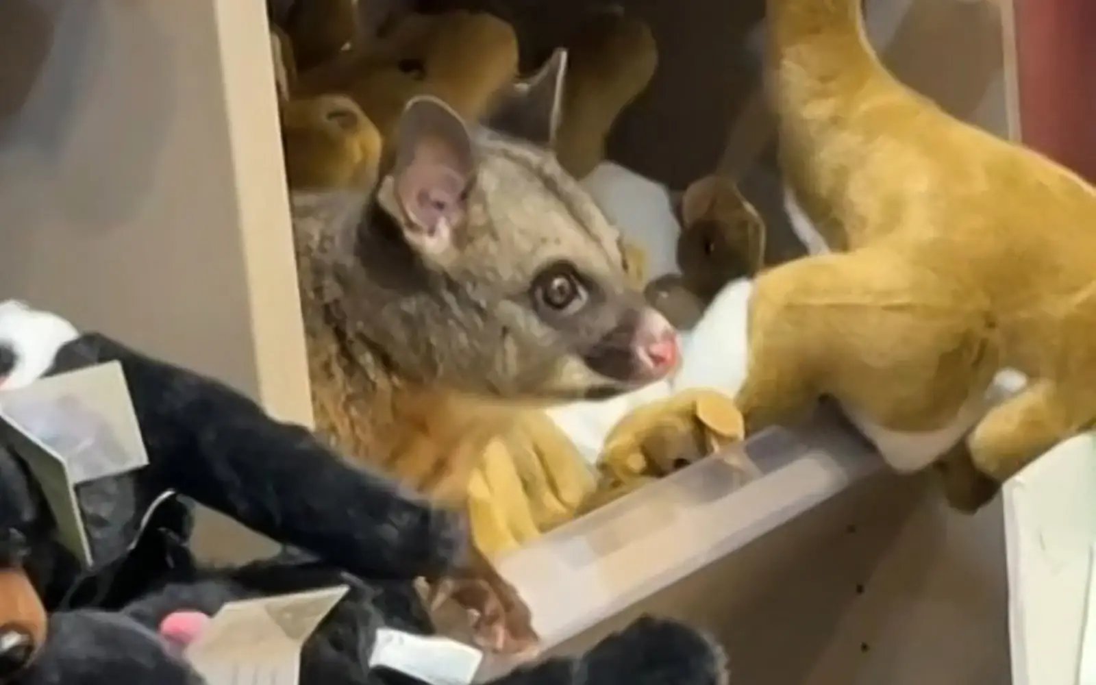 Wild possum shelters with plush toys in Australian airport shop