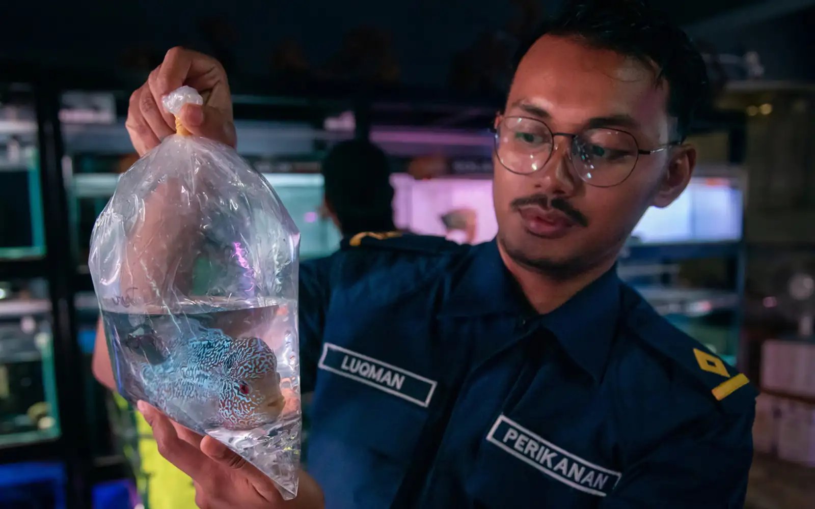 Invasive species seized in raids on KL ornamental fish shops