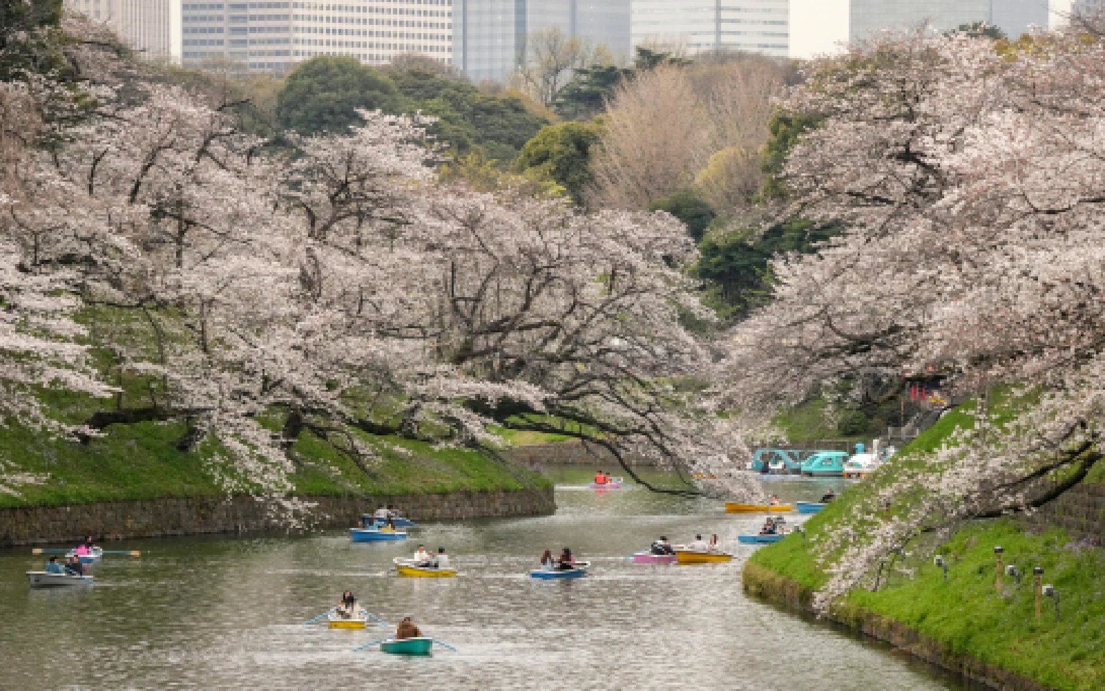 Pricier fuel hits Tokyo’s cherry blossom river cruises ​