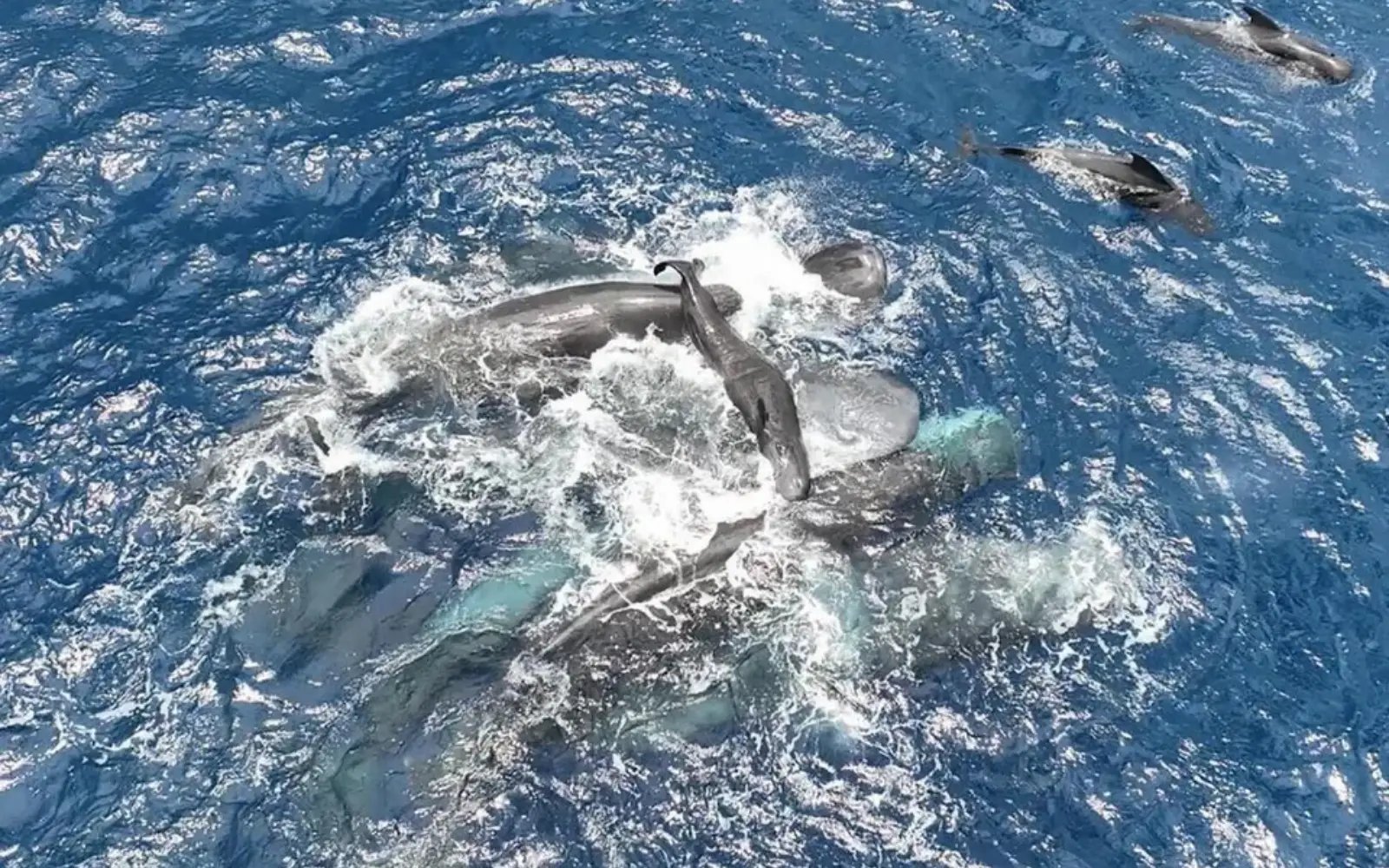 Whale filmed giving birth, with a little help from her friends