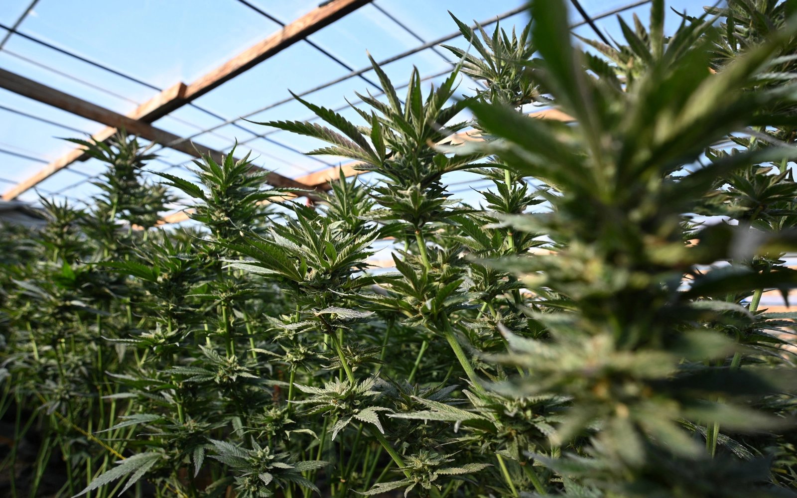 US eases access to marijuana for medical use