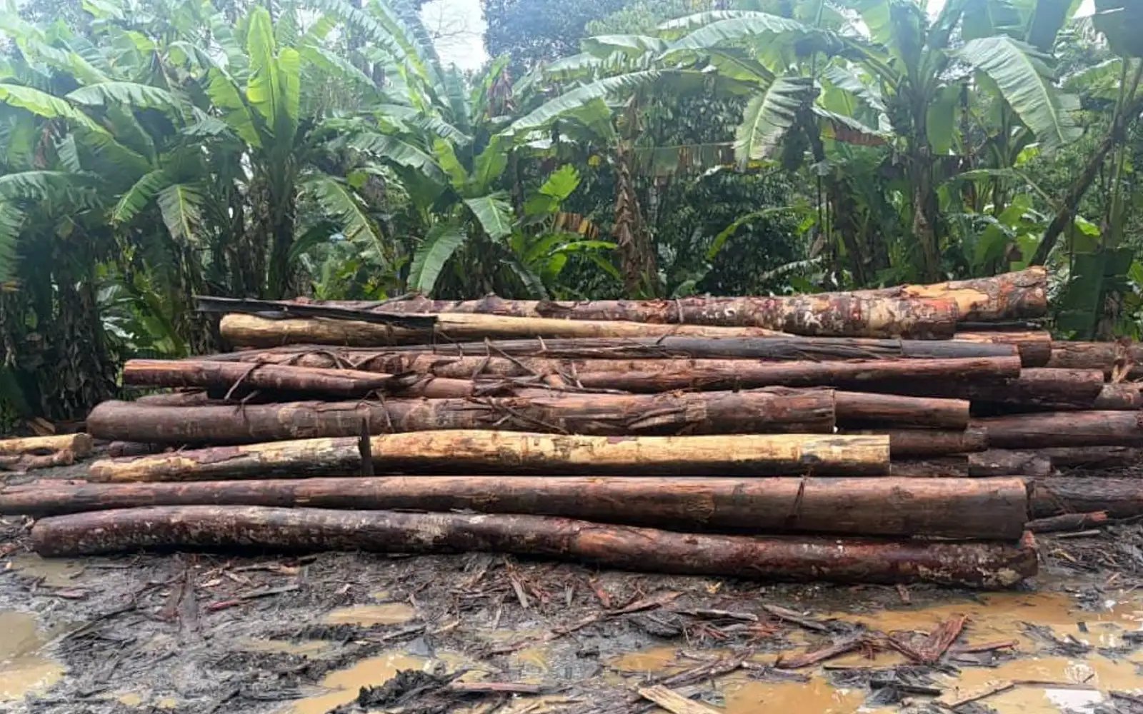 7 ditahan, rampasan lebih RM1 juta di kilang kayu