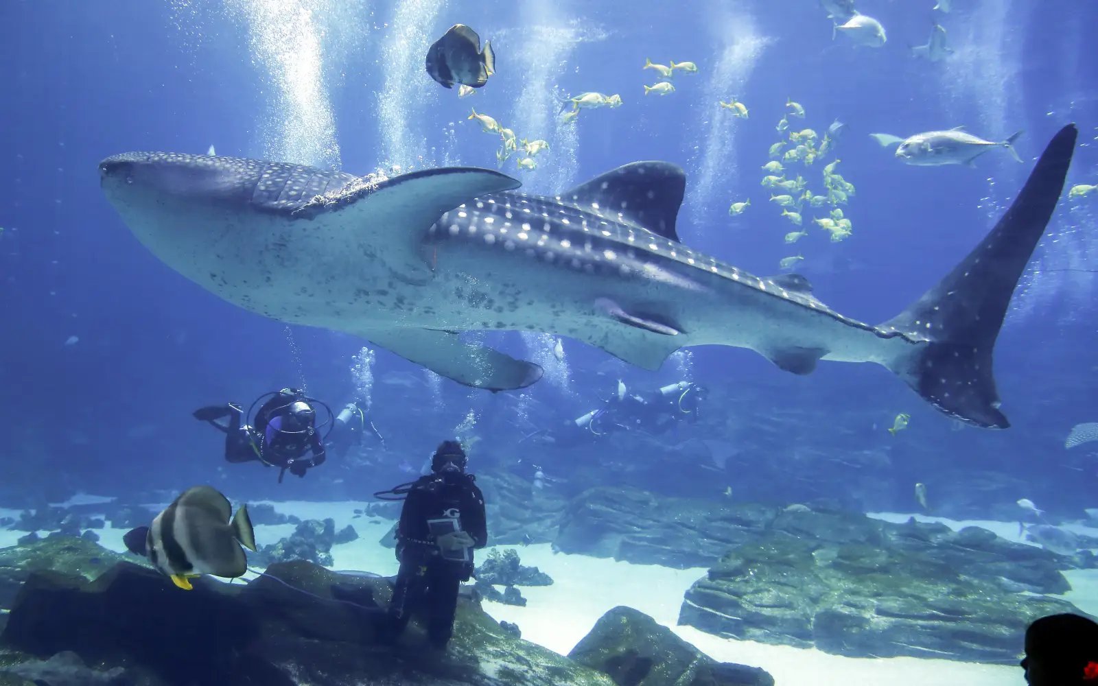 Decade-long study reveals whale shark hotspots in Indonesia