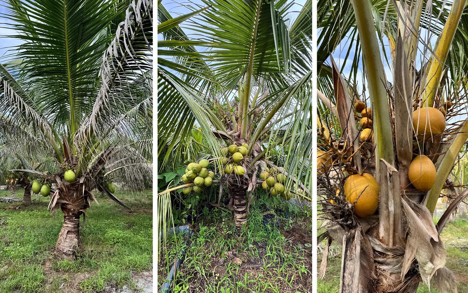 Can this homegrown organic solution ease Malaysia’s fertiliser crisis for smallholders?