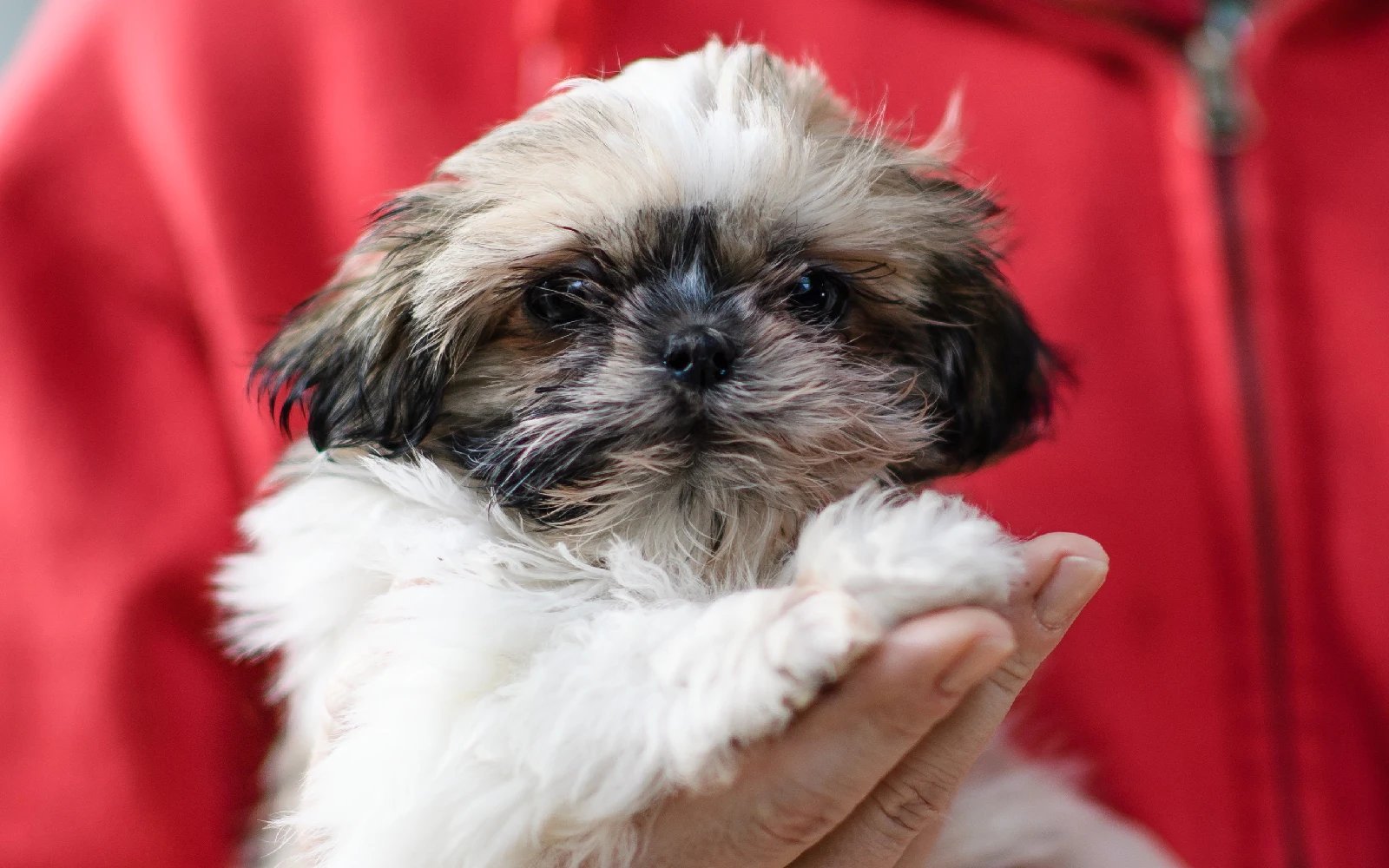 Streaming channel for pets launched in China