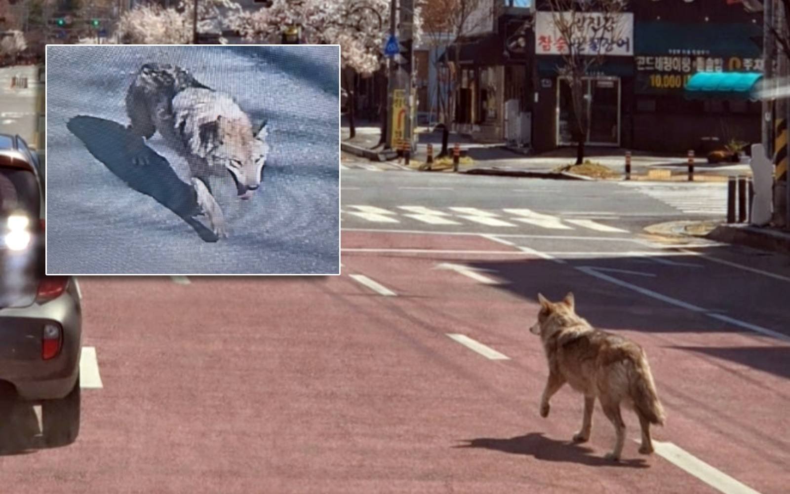 Escaped wolf forces school closure in South Korea