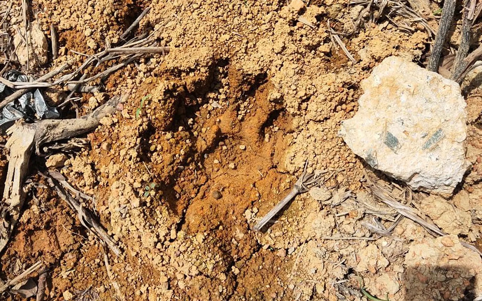 Tapak kaki harimau belang ditemui di projek pertanian Kluang