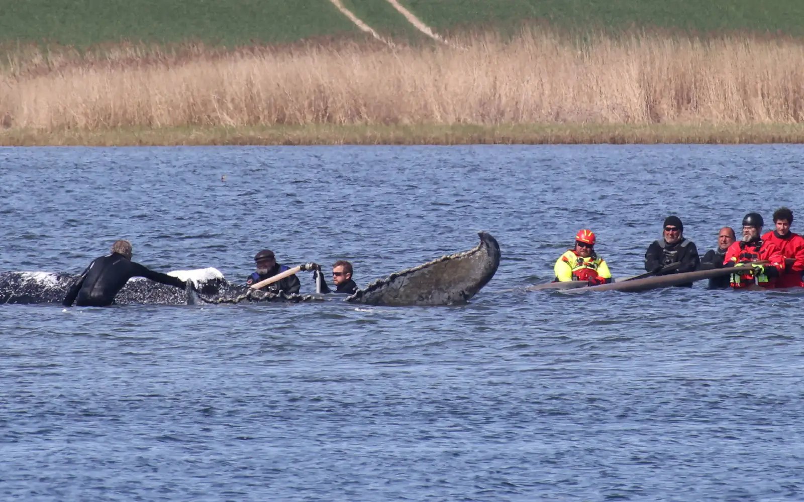 German bid to rescue ‘Timmy’ the whale passes key hurdle