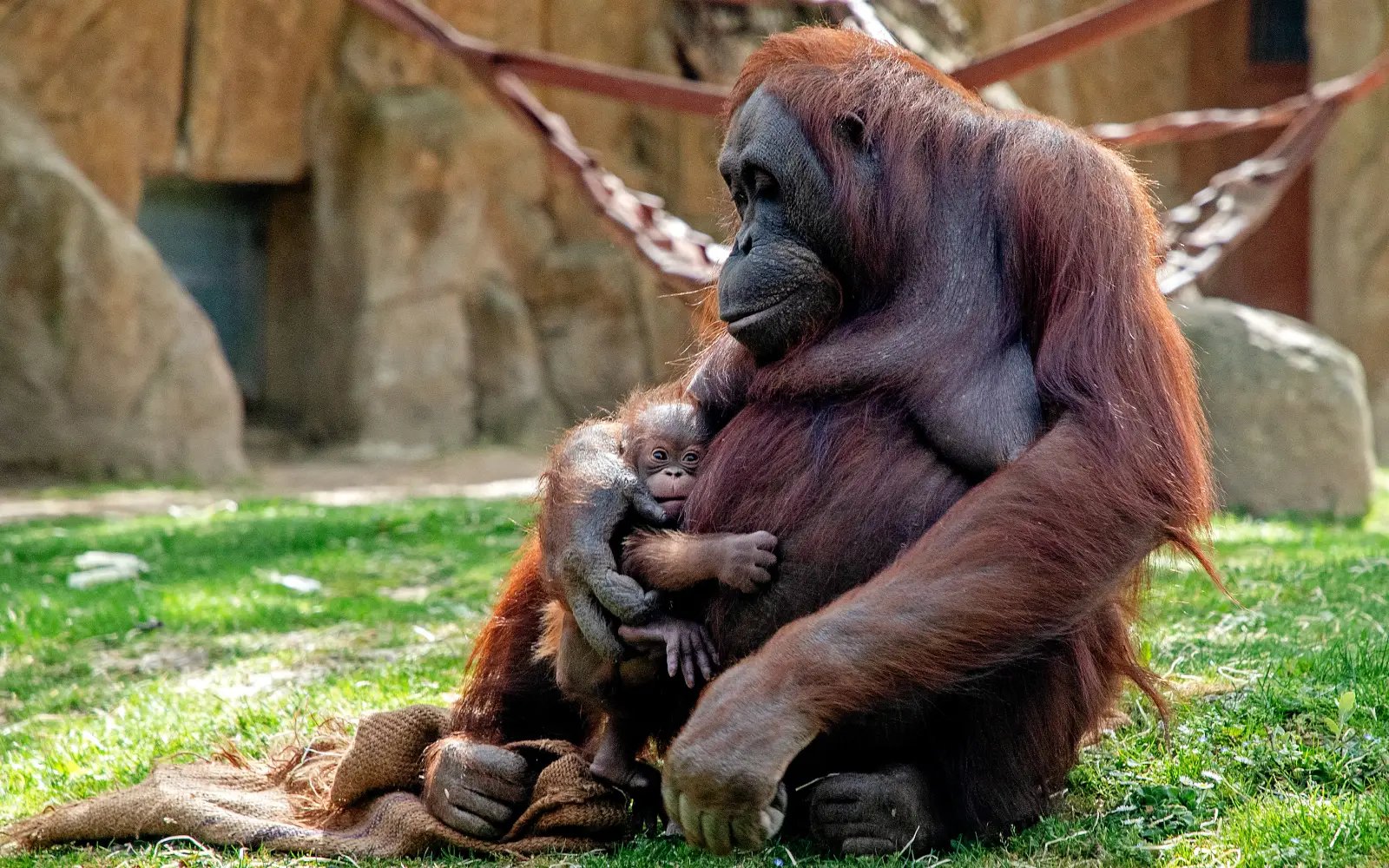 Critically endangered orangutan born at Madrid zoo