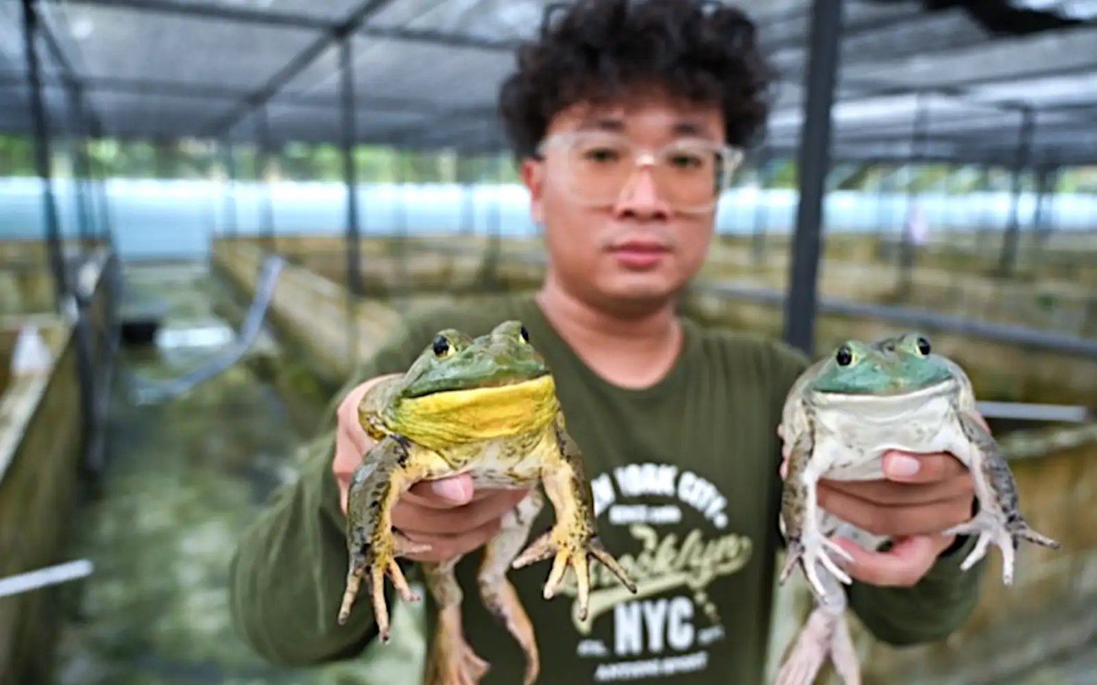 Perak family continues to grab the bullfrog by the horns