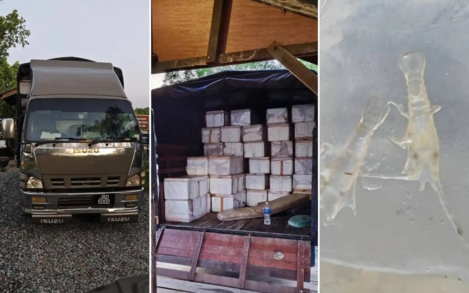 Lobster fry worth RM13.4mil seized at Johor’s Tanjung Belungkor