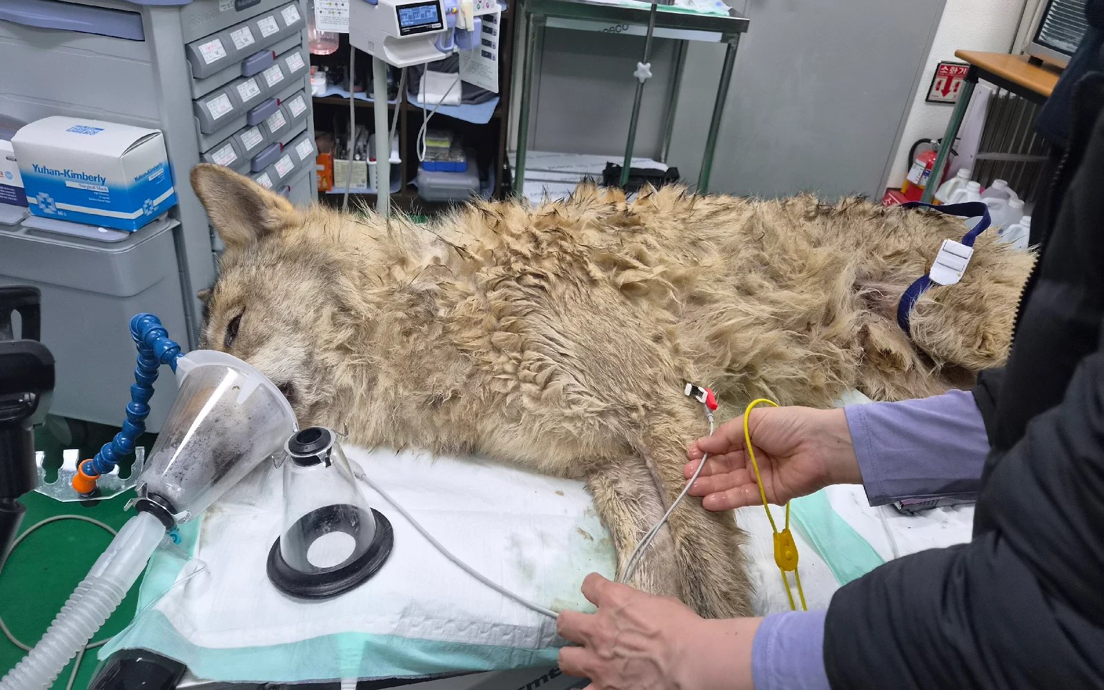 Escaped wolf in South Korea recaptured, returned to zoo