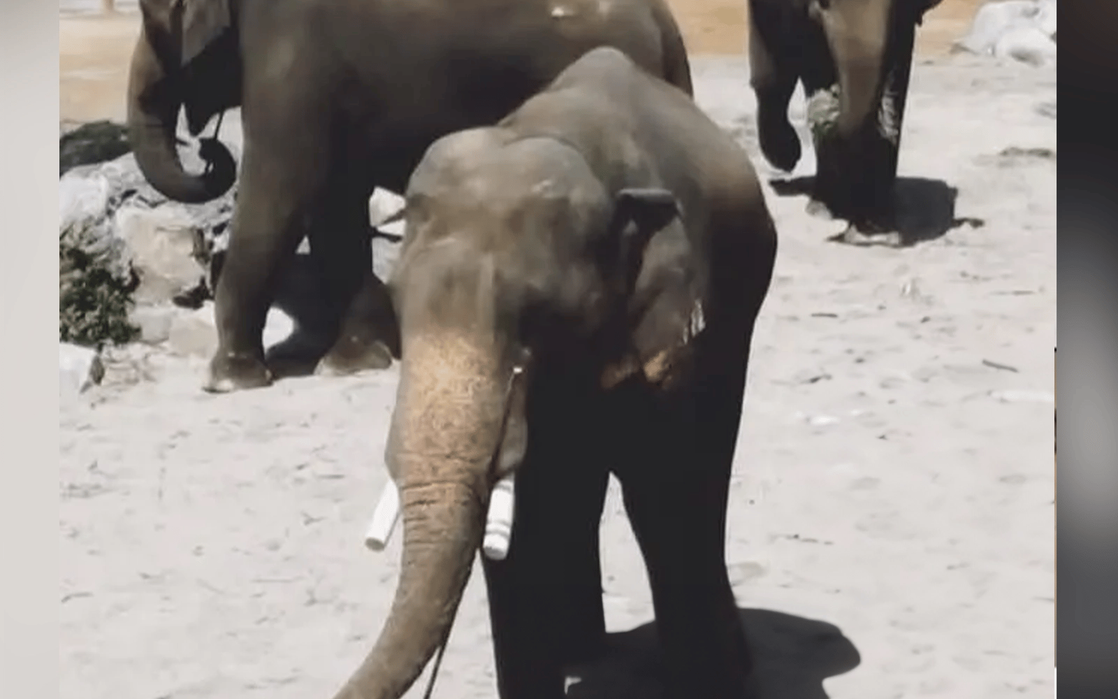 Elephant tusk treatment followed veterinary procedures, says Perhilitan