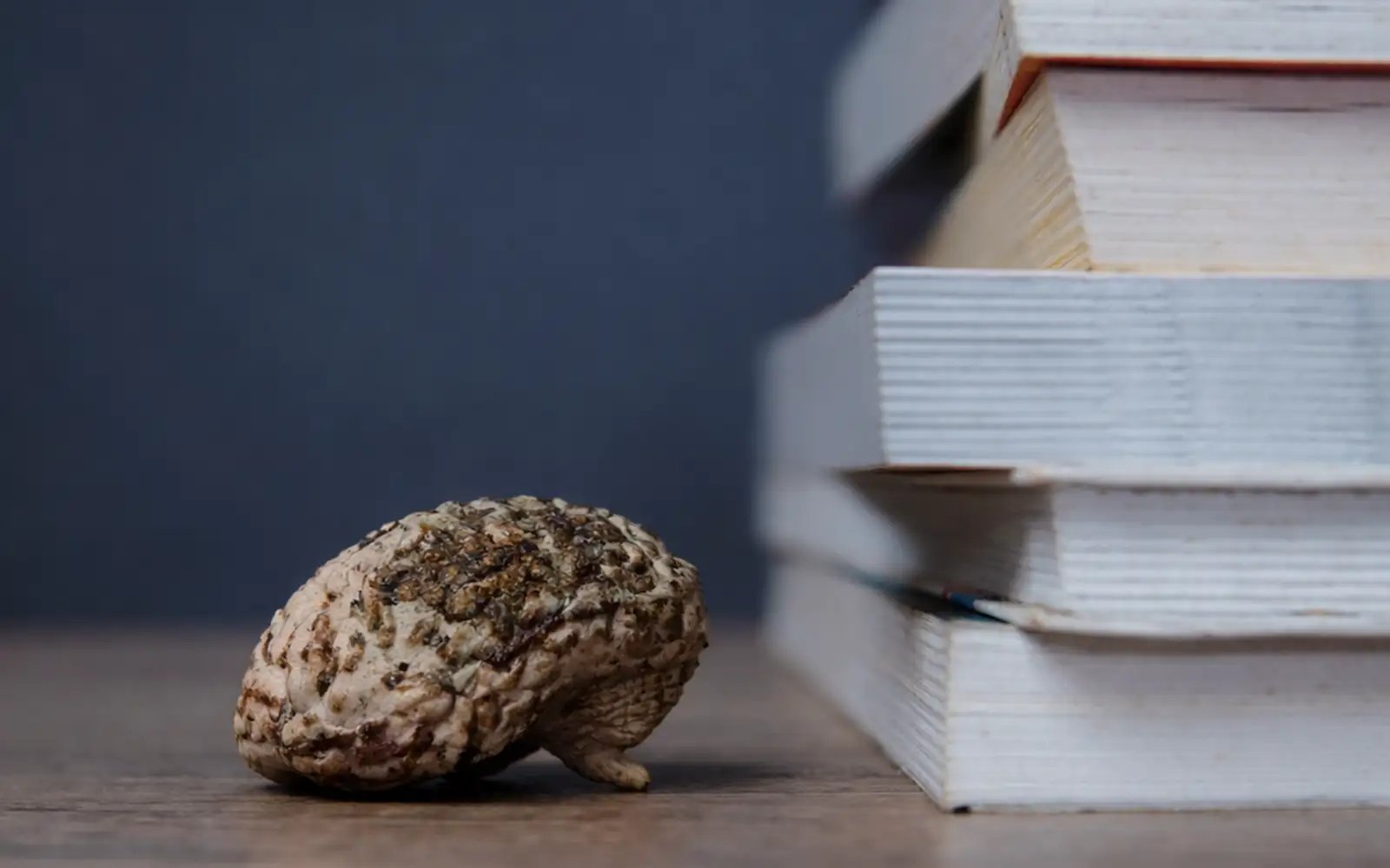 Is ‘brain rot’ rewiring how we think – and read?