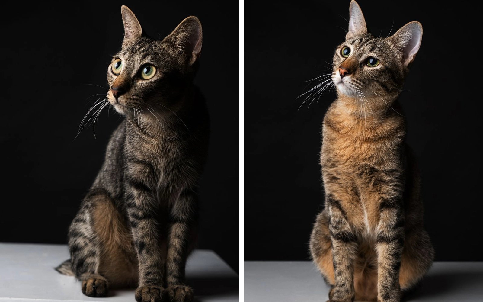 From a box to a home: Loki and Thor’s second chance