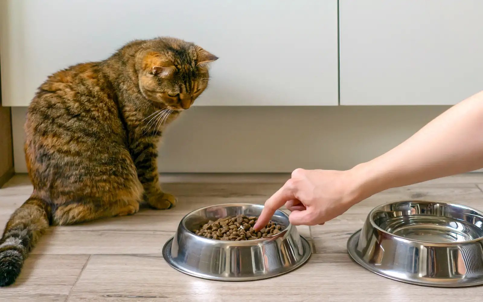 Fussy or fed up? Science explains felines’ unfinished food