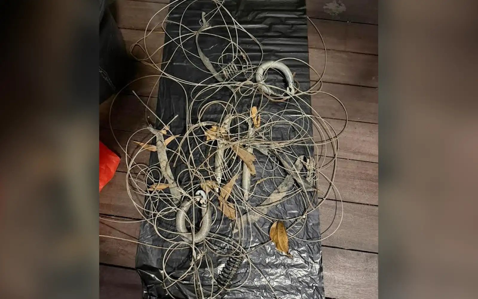 Animal activists slam silence over illegal wild boar traps