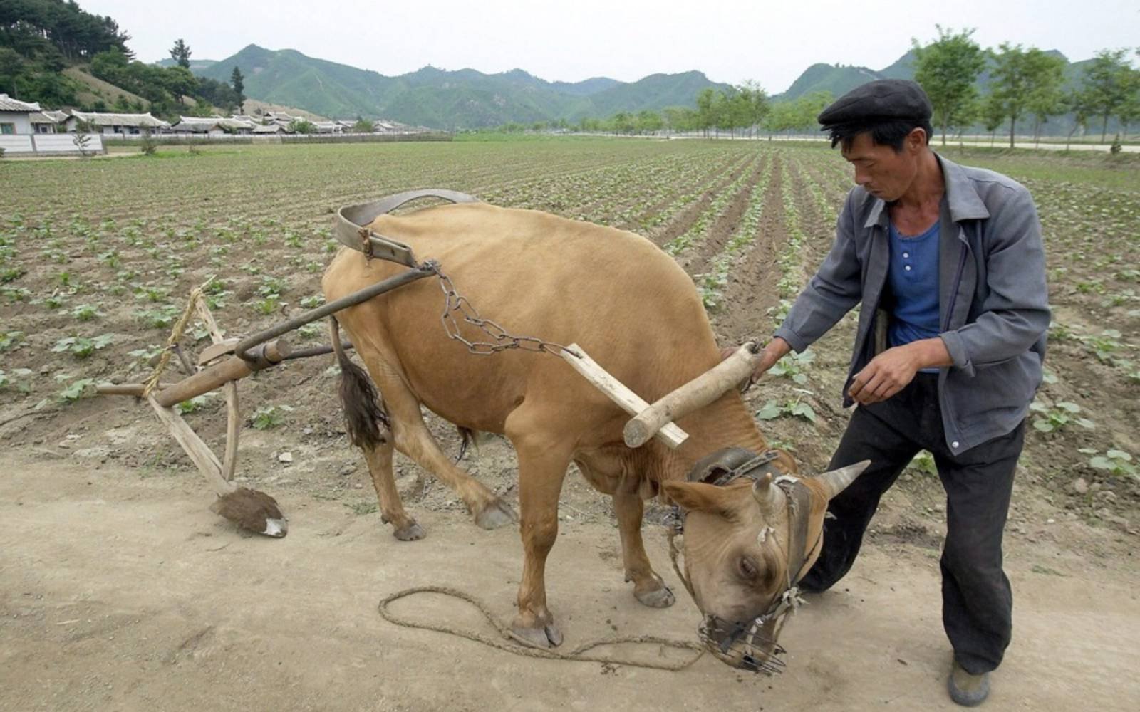 North Korea faces rare ‘severe’ drought, moves to protect crops