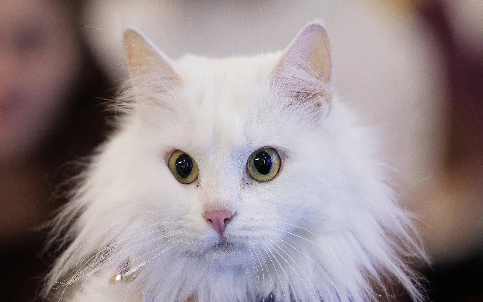 Japan startup seeks approval of cat kidney disease treatment