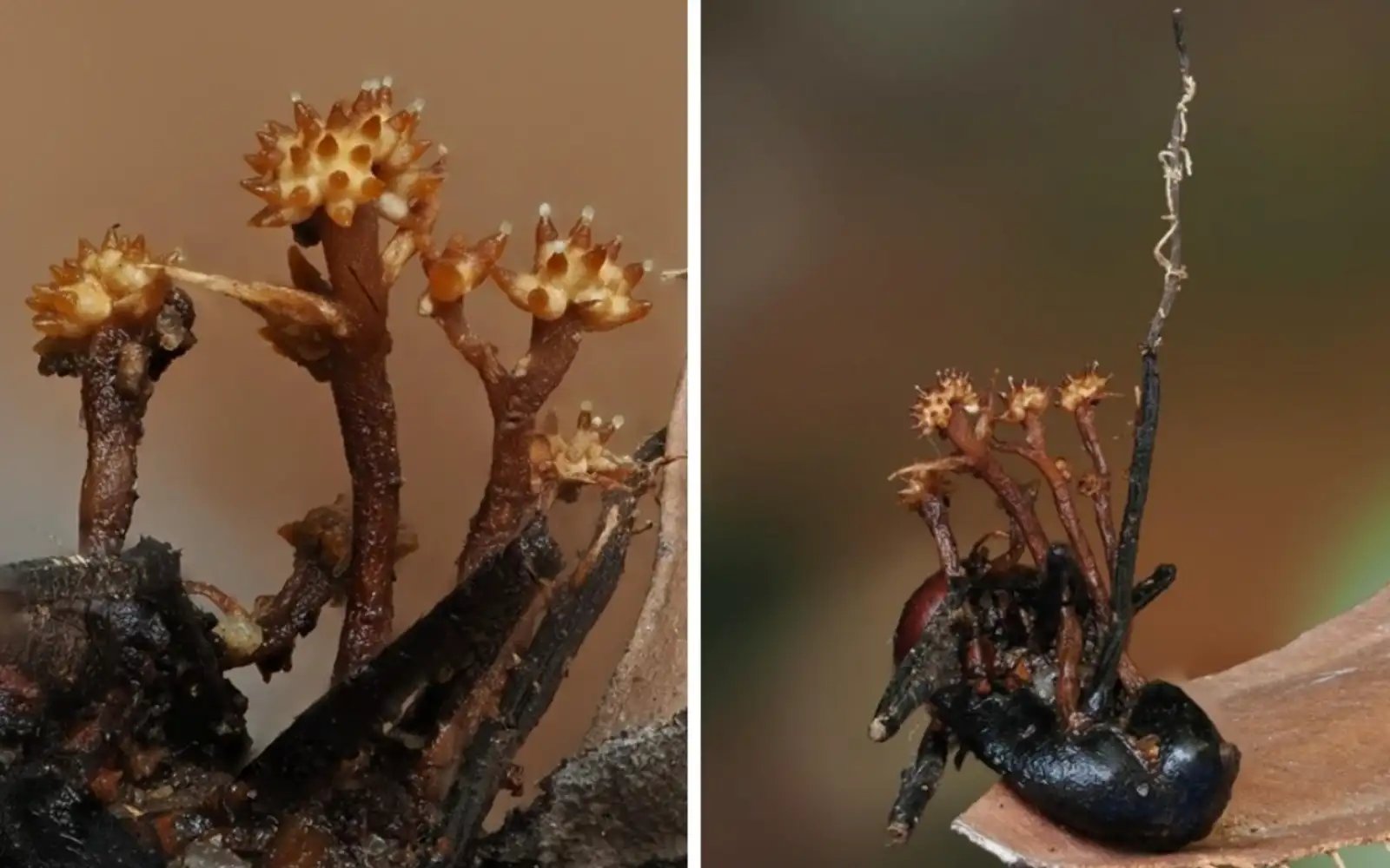 Strange horn-shaped fungus found in Sabah – and it’s a world first