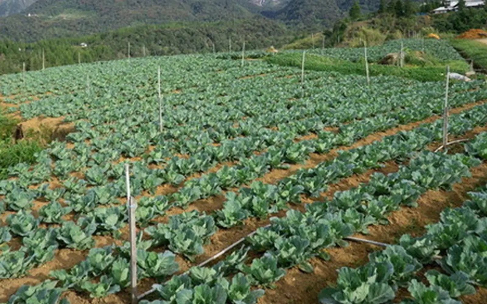 Kelantan umum rangsangan ekonomi RM2 juta untuk petani, IKS