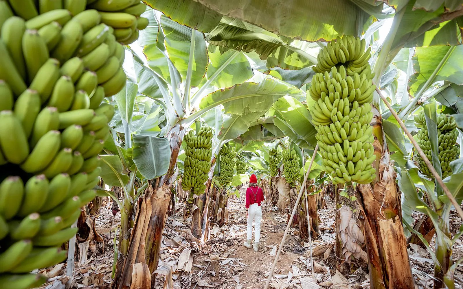Bananas, the unlikely ally in forest conservation