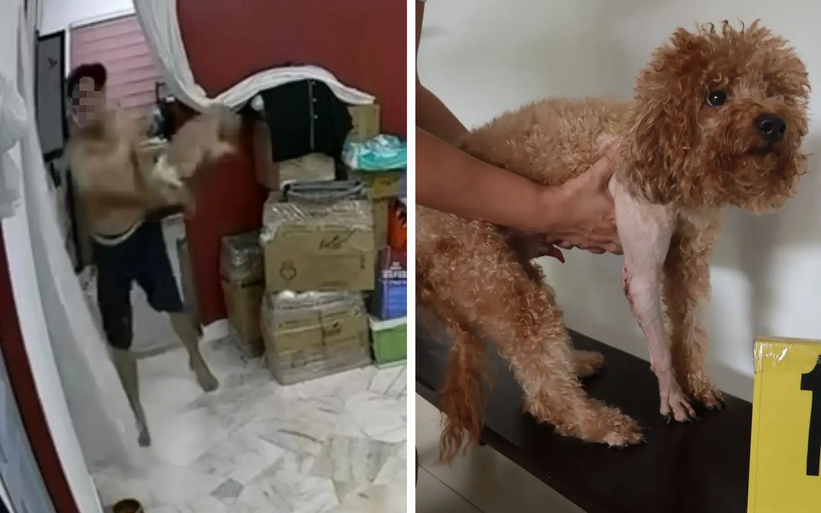 Selangor vet dept looking for man who hurled dog against wall