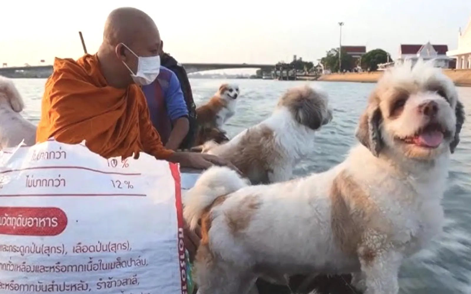 A monk, a boat and a pack of rescue dogs