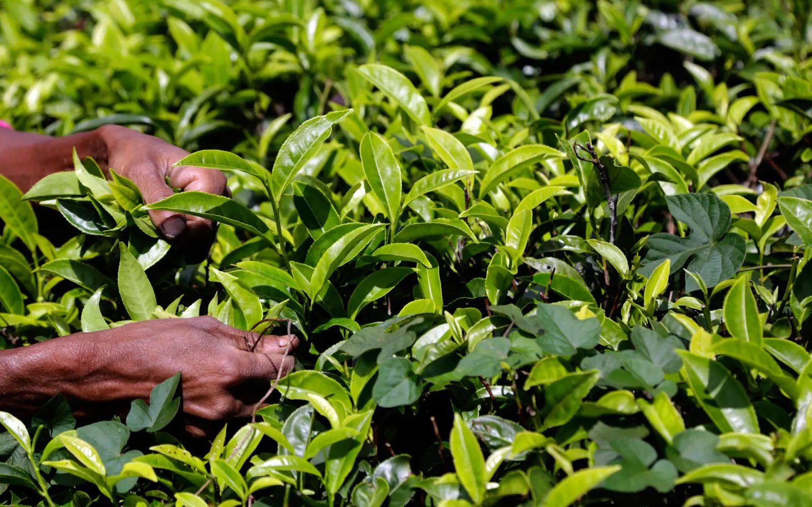 Middle East conflict hits Sri Lanka’s tea industry, heightens economic strain