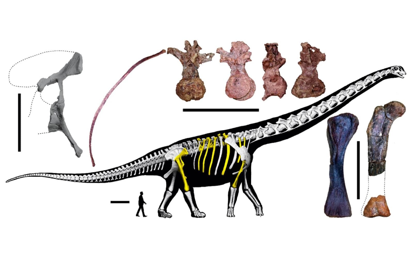 Southeast Asia’s largest dinosaur identified in Thailand