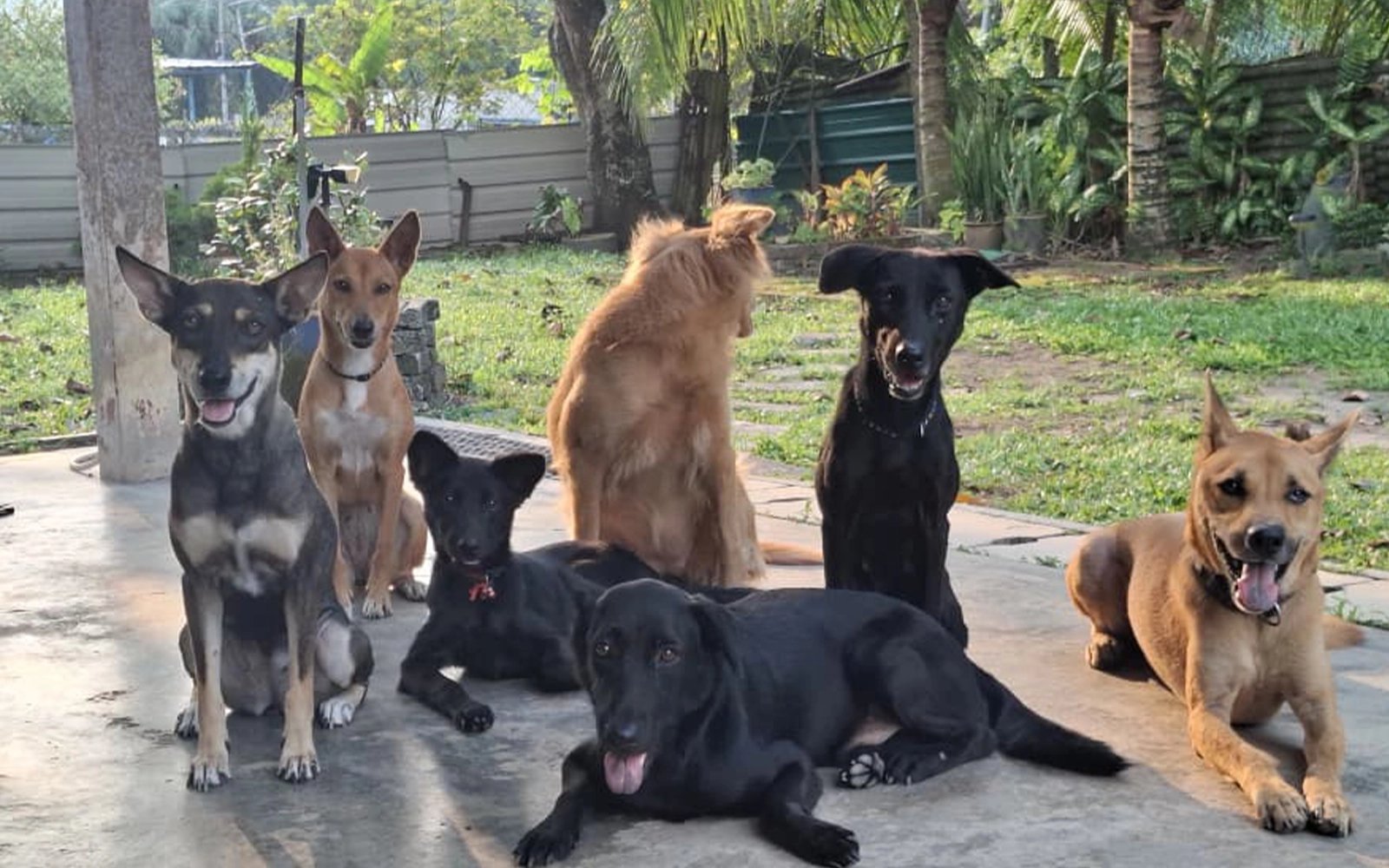 Marie’s kampung life with 11 pets wins the internet