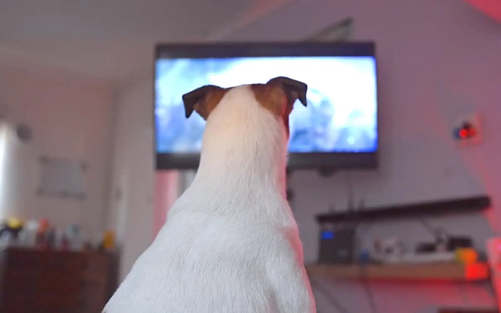 Can TV really keep your dog entertained while you’re away?