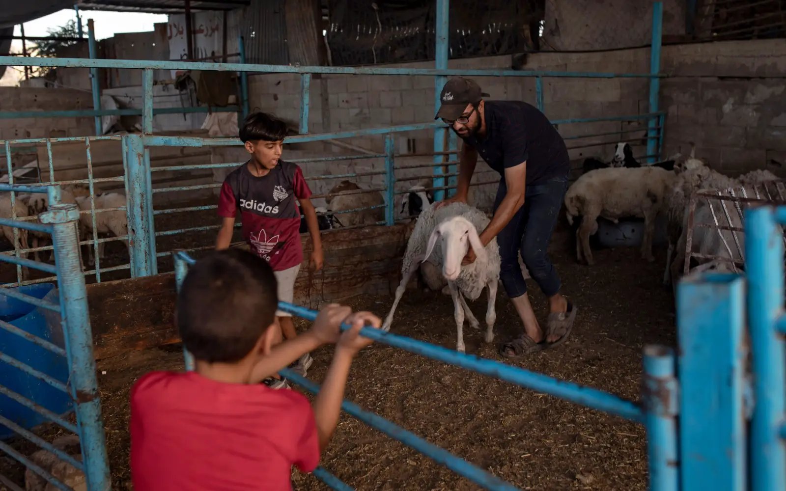 Eid Al-Adha in Gaza overshadowed by livestock collapse, worsening crisis