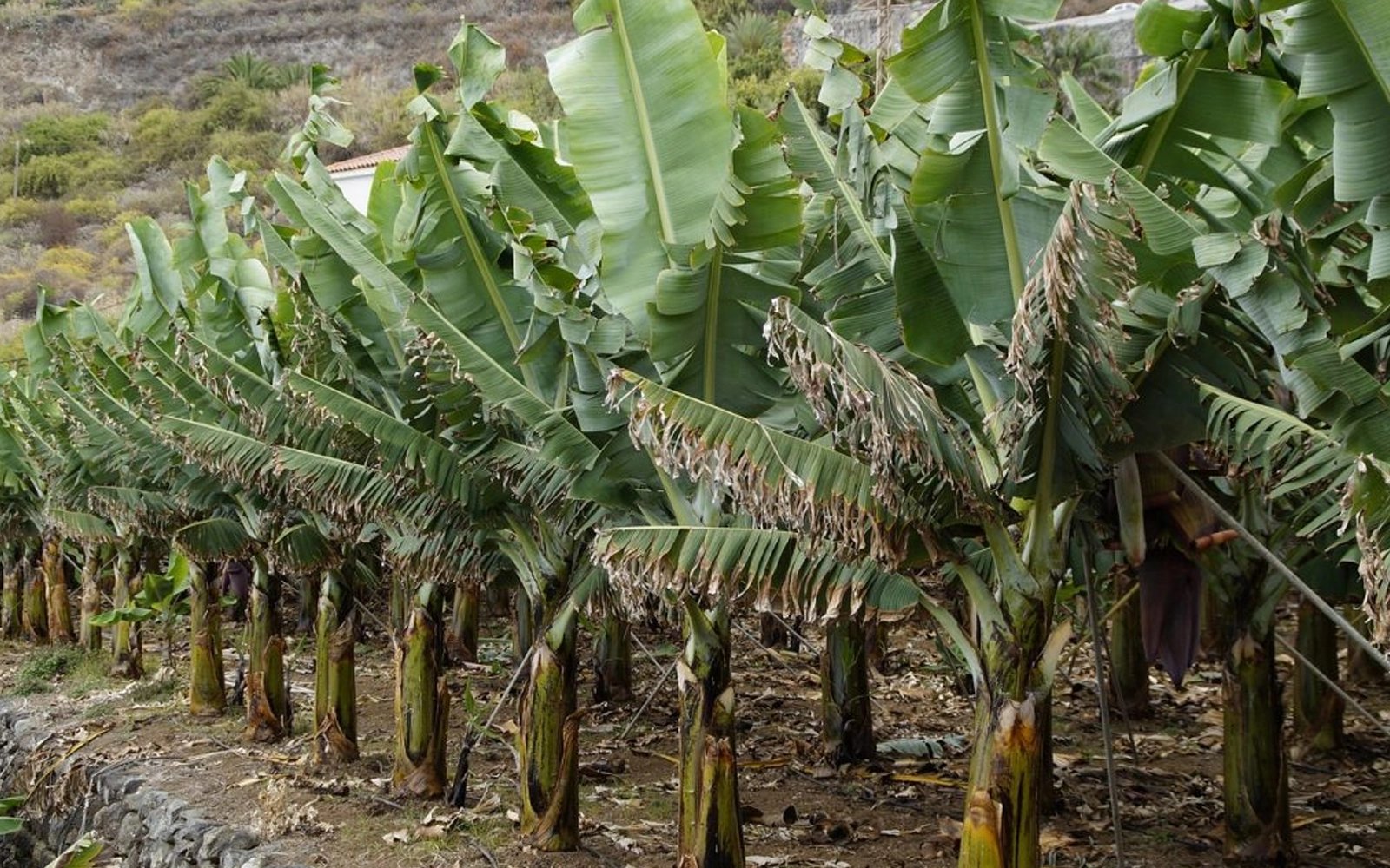 Saintis beri amaran penyakit TR4 ancam ladang pisang di seluruh dunia