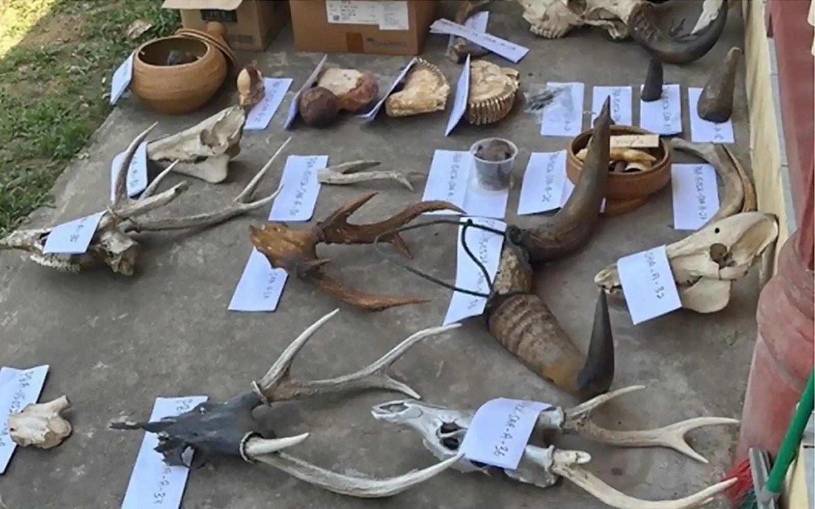 Ex-ranger nabbed for having body parts of protected wildlife