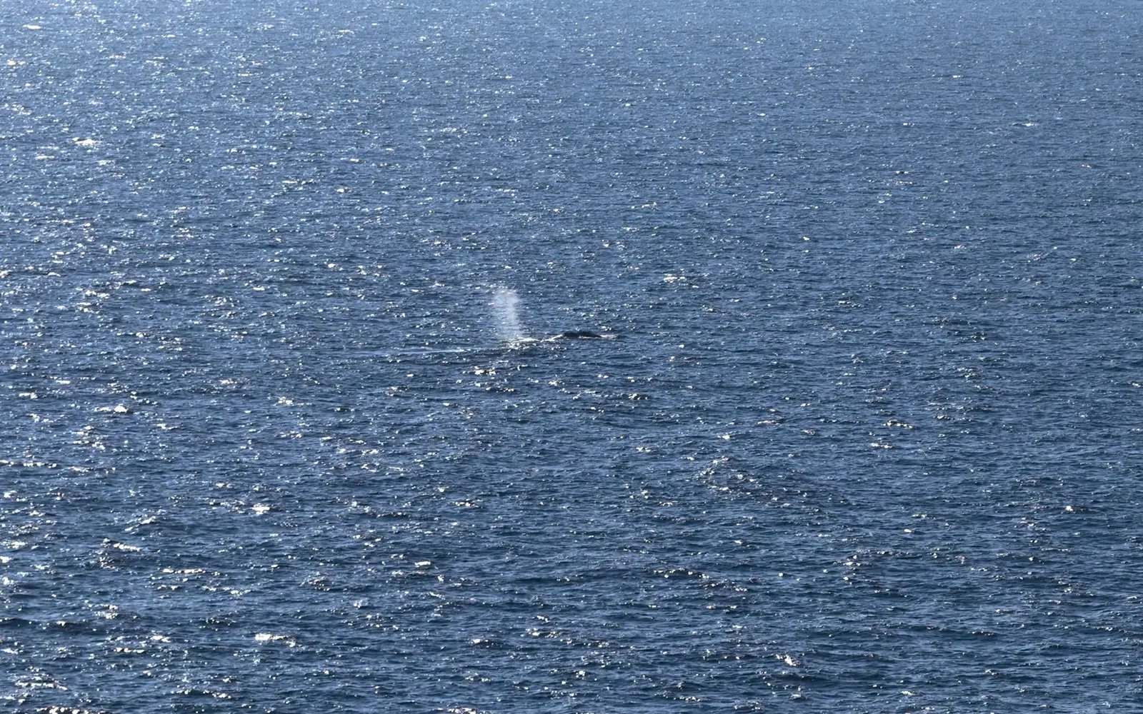 Stranded whale ‘Timmy’ released into North Sea in dramatic rescue