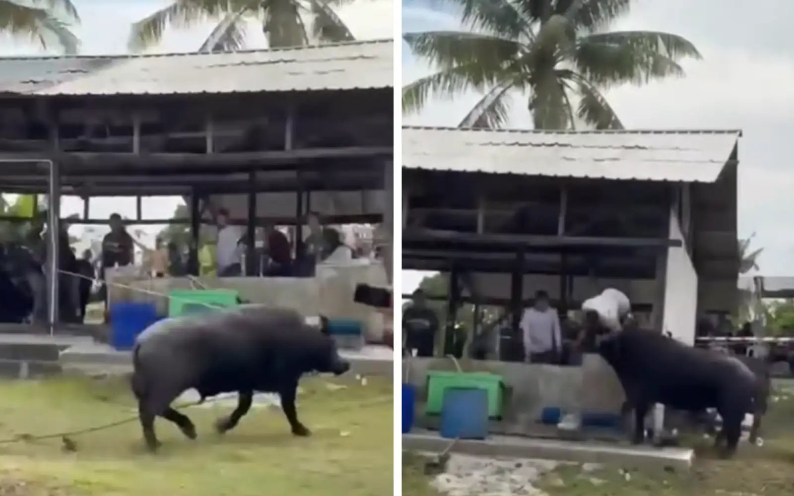 1 maut, 1 patah rusuk ditanduk kerbau korban