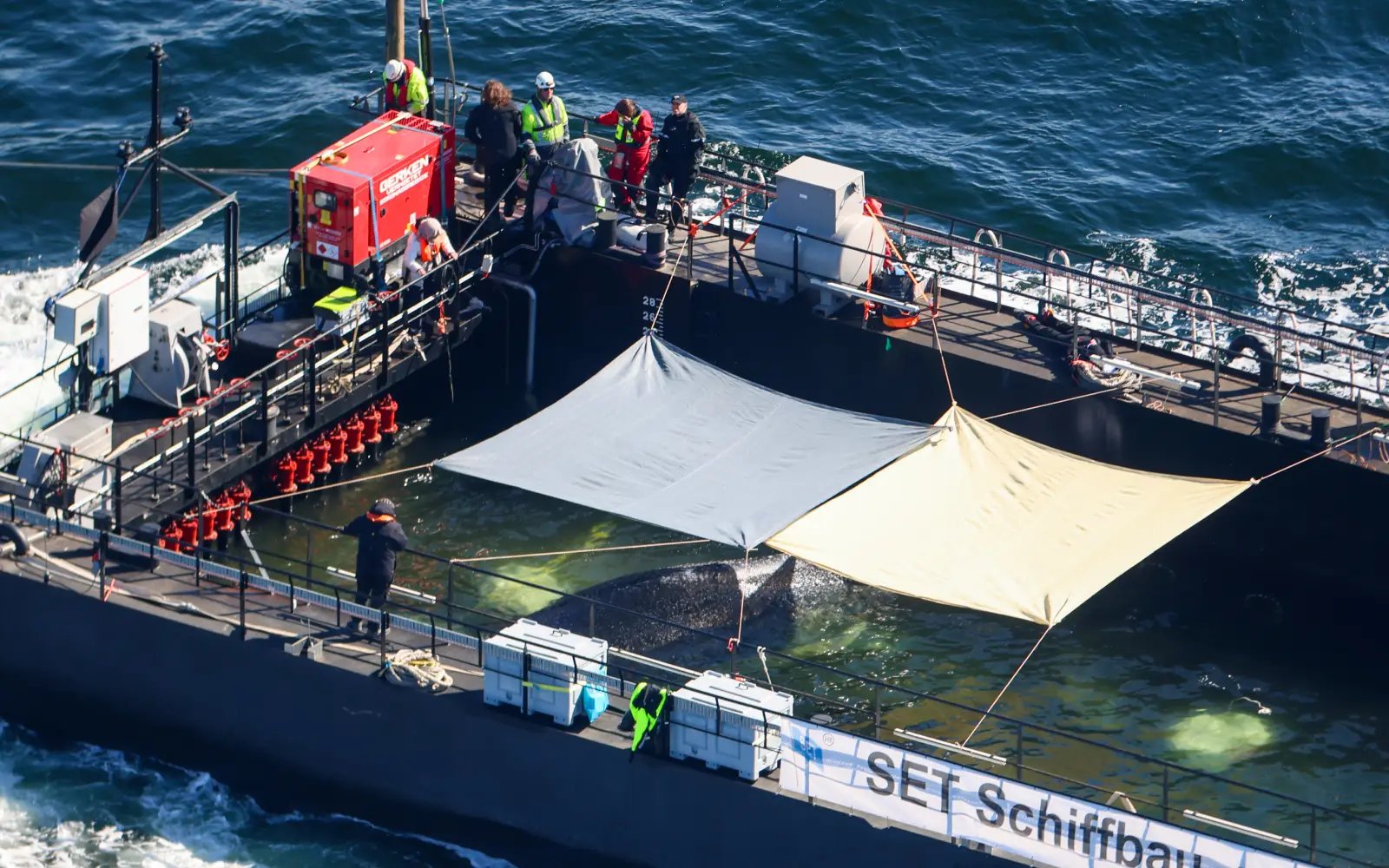 Vessel carrying humpback whale Timmy nearing North Sea