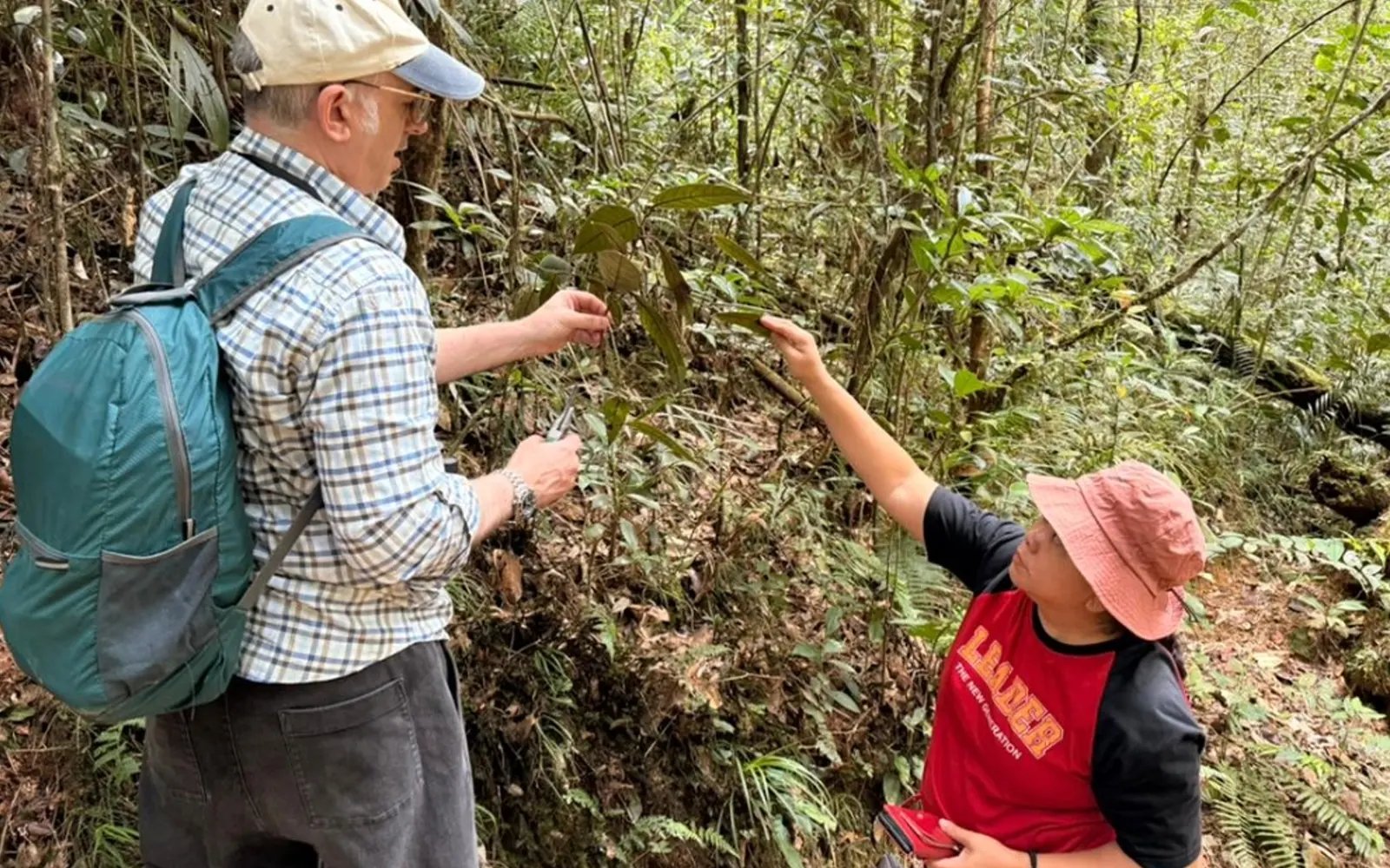 Rare plant found in Tawau confirmed as new species
