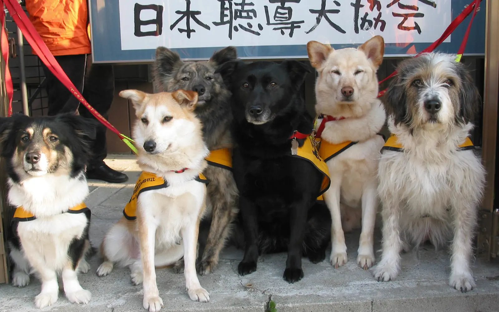 Small tap, big comfort: hearing dogs bring peace of mind in Japan